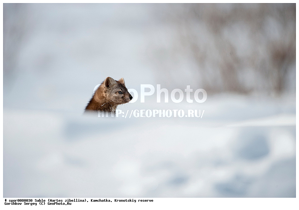 ������, Martes zibellina, ��������, ��������� ����������, �������������, �����, Sable, ��������, ��������, �������������, �������������, �����, �����, �������, ������, XYZ, �����, ���������, Mustelidae