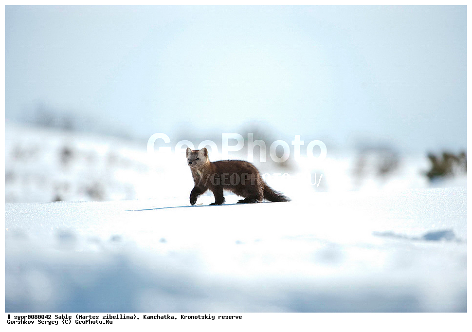 ������, Martes zibellina, ��������, ��������� ����������, �������������, �����, Sable, ��������, ��������, �������������, �������������, �����, �����, �������, ������, XYZ, �����, ���������, Mustelidae