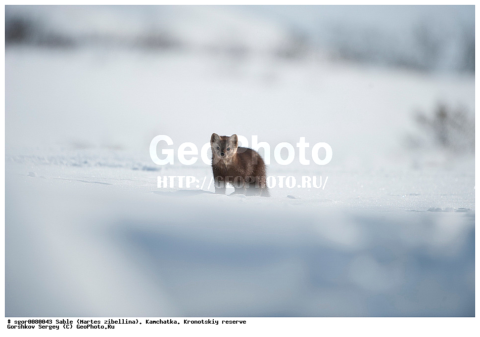 ������, Martes zibellina, ��������, ��������� ����������, �������������, �����, Sable, ��������, ��������, �������������, �������������, �����, �����, �������, ������, XYZ, �����, ���������, Mustelidae