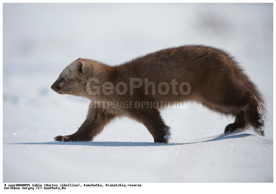 ������, Martes zibellina, ��������, ��������� ����������, �������������, �����, Sable, ��������, ��������, �������������, �������������, �����, �����, �������, ������, XYZ, �����, ���������, Mustelidae