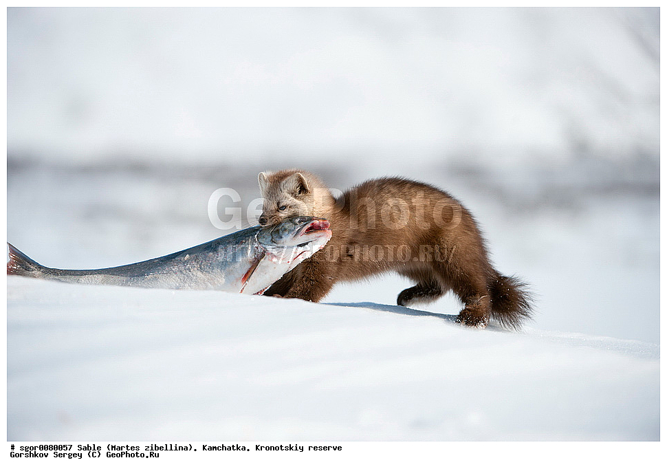 ������, Martes zibellina, ��������, ��������� ����������, �������������, �����, Sable, ��������, ��������, �������������, �������������, �����, �����, �������, ������, XYZ, �����, ���������, Mustelidae