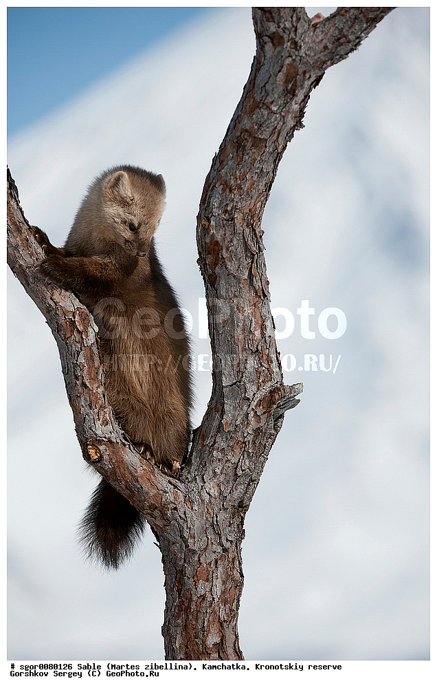 ������, Martes zibellina, ��������, ��������� ����������, �������������, �����, Sable, ��������, ��������, �������������, �������������, �����, �����, �������, ������, XYZ, �����, ���������, Mustelidae