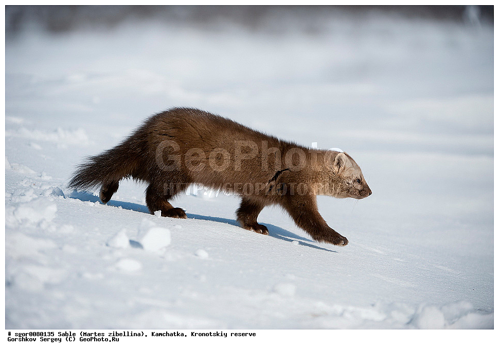������, Martes zibellina, ��������, ��������� ����������, �������������, �����, Sable, ��������, ��������, �������������, �������������, �����, �����, �������, ������, XYZ, �����, ���������, Mustelidae