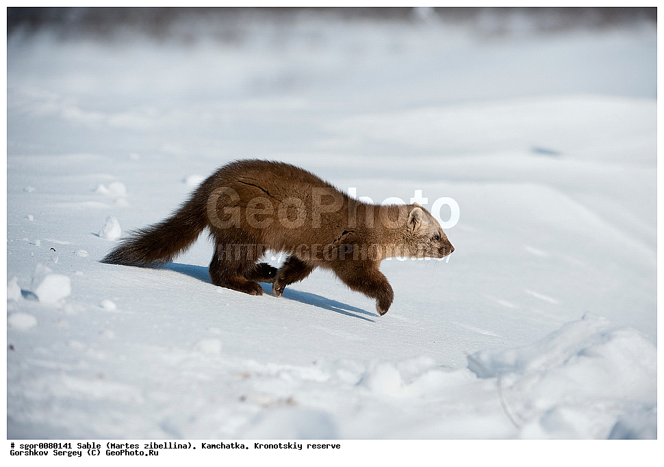 ������, Martes zibellina, ��������, ��������� ����������, �������������, �����, Sable, ��������, ��������, �������������, �������������, �����, �����, �������, ������, XYZ, �����, ���������, Mustelidae