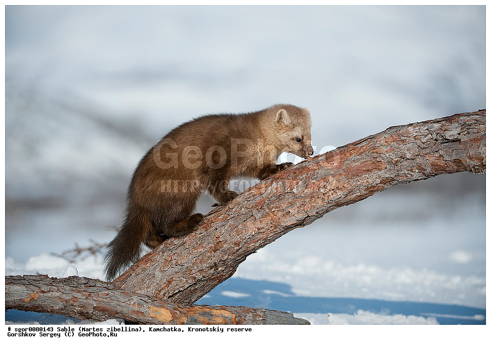 ������, Martes zibellina, ��������, ��������� ����������, �������������, �����, Sable, ��������, ��������, �������������, �������������, �����, �����, �������, ������, XYZ, �����, ���������, Mustelidae