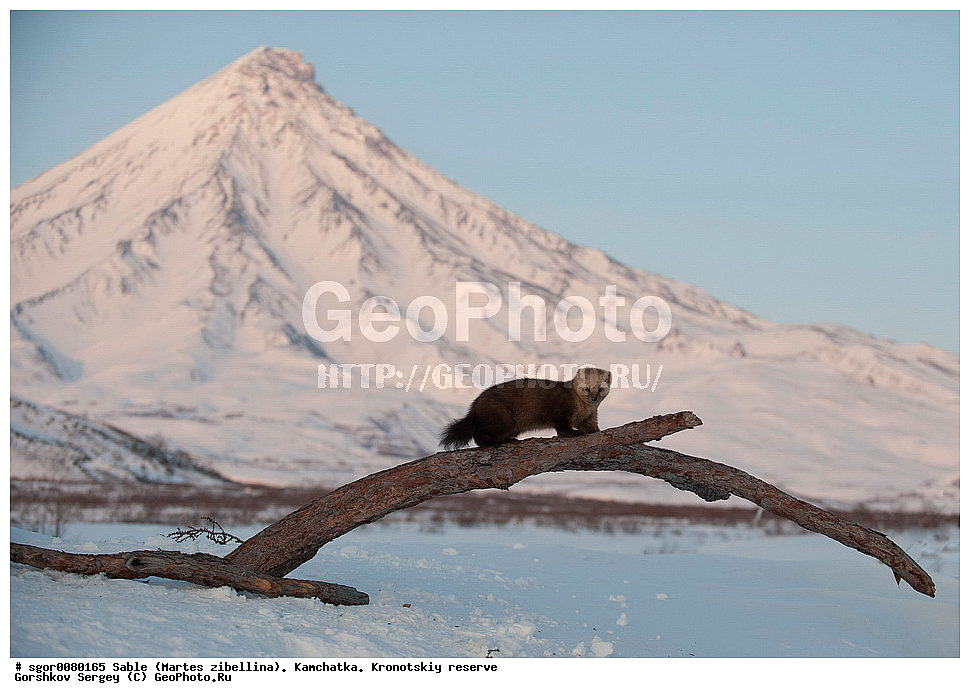������, Martes zibellina, ��������, ��������� ����������, �������������, �����, Sable, ��������, ��������, �������������, �������������, �����, �����, �������, ������, XYZ, �����, ���������, Mustelidae