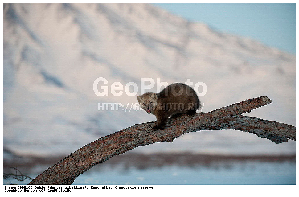 ������, Martes zibellina, ��������, ��������� ����������, �������������, �����, Sable, ��������, ��������, �������������, �������������, �����, �����, �������, ������, XYZ, �����, ���������, Mustelidae