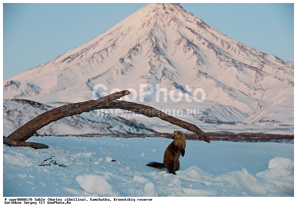 ������, Martes zibellina, ��������, ��������� ����������, �������������, �����, Sable, ��������, ��������, �������������, �������������, �����, �����, �������, ������, XYZ, �����, ���������, Mustelidae