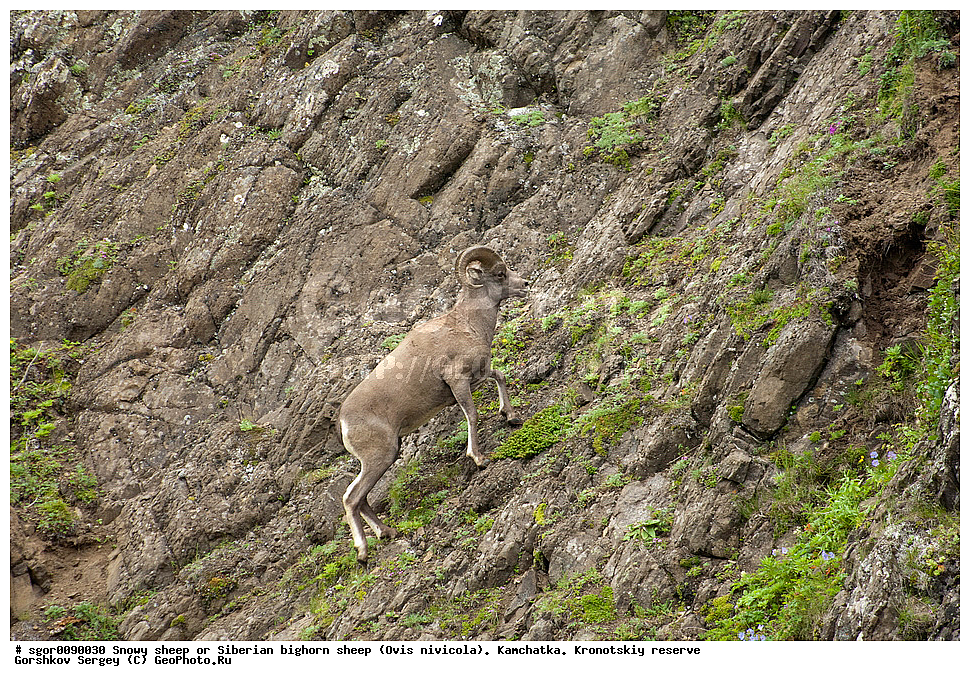  ��������, ��������� ����������, �������������, ������� �����, ��������, ��������, �������������, �������������, �����, �����, XYZ, ���������, Bovidae, Ovis nivicola