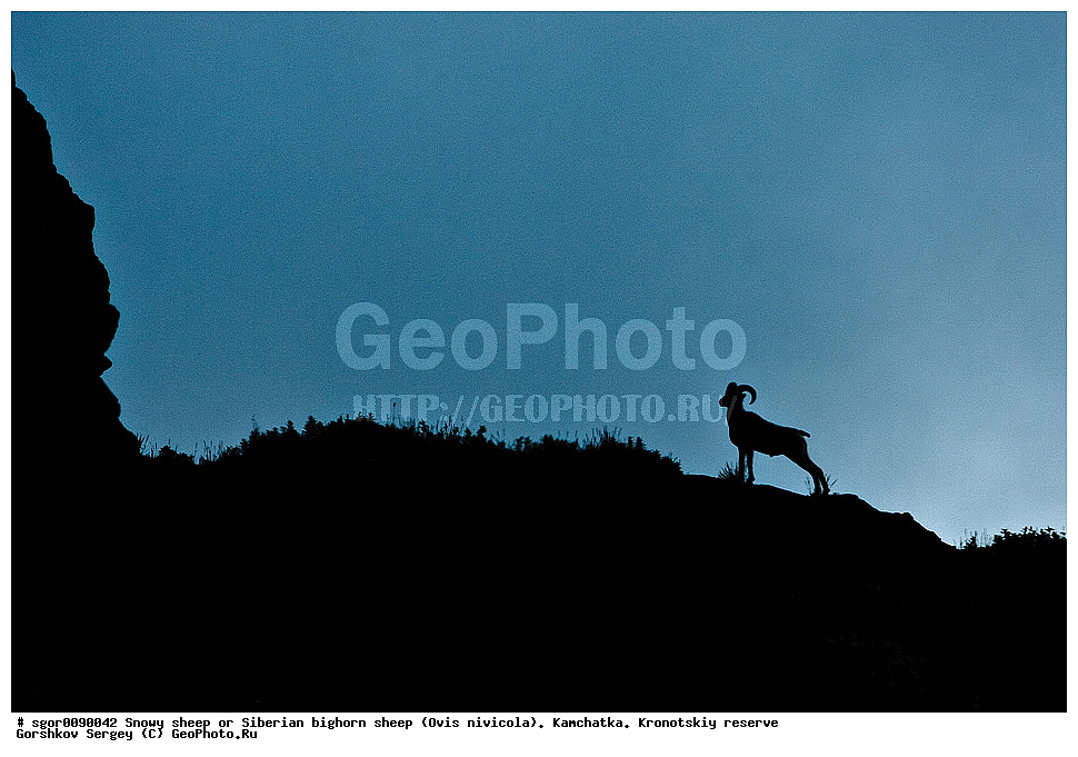  ��������, ��������� ����������, �������������, ������� �����, ��������, ��������, �������������, �������������, �����, �����, XYZ, ���������, Bovidae, Ovis nivicola