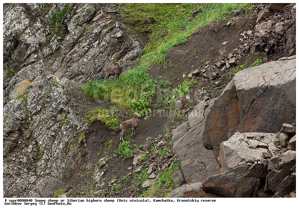  ��������, ��������� ����������, �������������, ������� �����, ��������, ��������, �������������, �������������, �����, �����, XYZ, ���������, Bovidae, Ovis nivicola