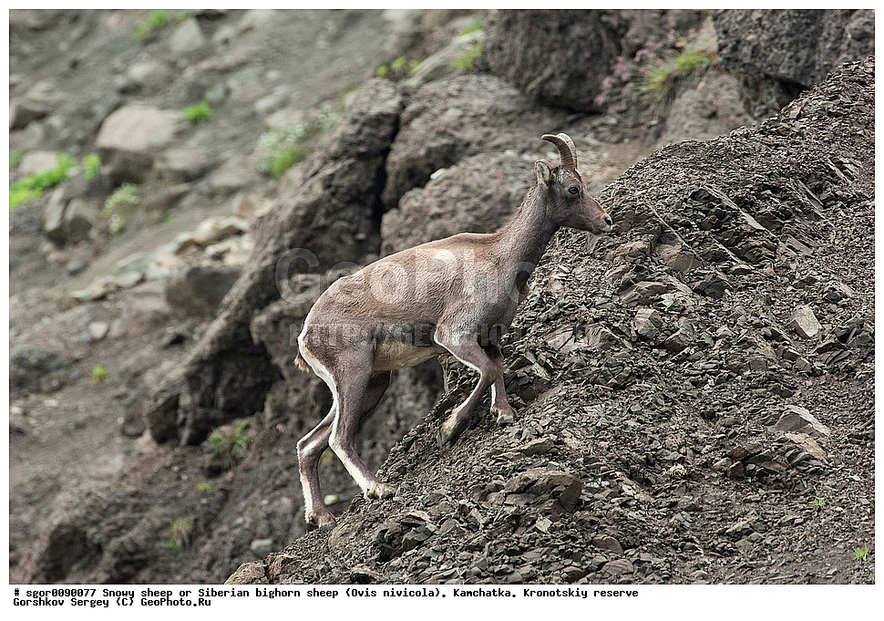  ��������, ��������� ����������, �������������, ������� �����, ��������, ��������, �������������, �������������, �����, �����, XYZ, ���������, Bovidae, Ovis nivicola