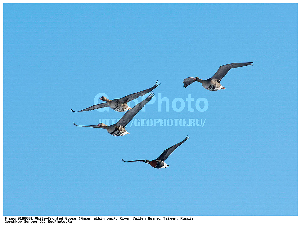 ��������� ����, ���� ���������, ����, ������, ������, �������, ������ �����, ������, �������� ������, ��������� ����, ������, �����������������, ������������� �����, XYZ, ������, Anatidae