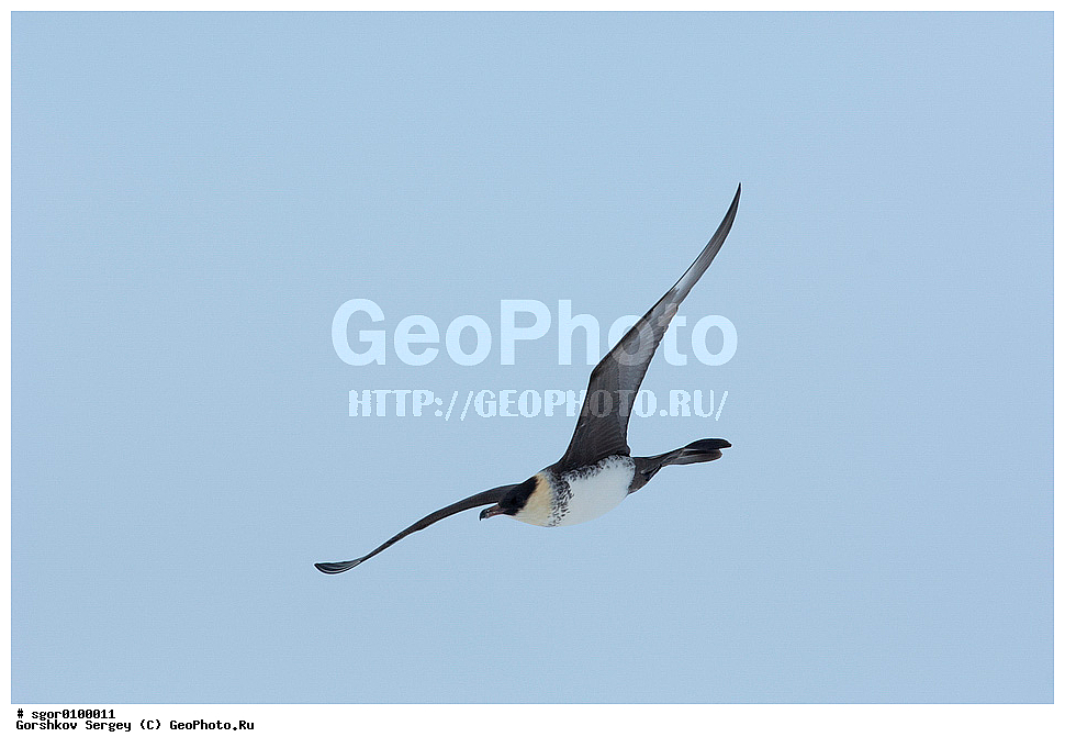 ������� ��������, ��������, ��������, ��������, �����������, ������� �����, ������� �����, XYZ, ������������, Stercorariidae, Stercorarius pomarinus