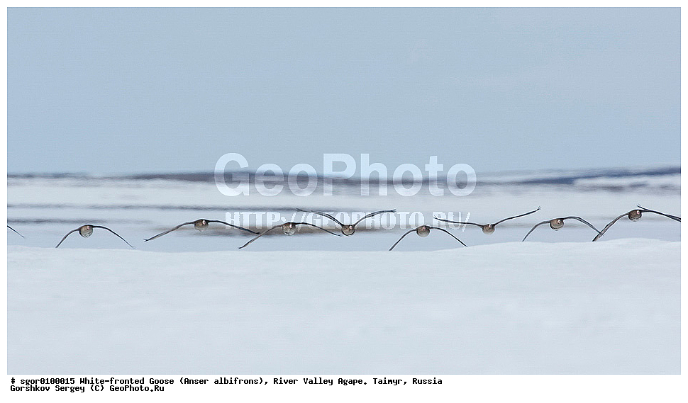 ��������� ����, ���� ���������, ����, ������, ������, �������, ������ �����, ������, �������� ������, ��������� ����, ������, �����������������, ������������� �����, XYZ, ������, Anatidae