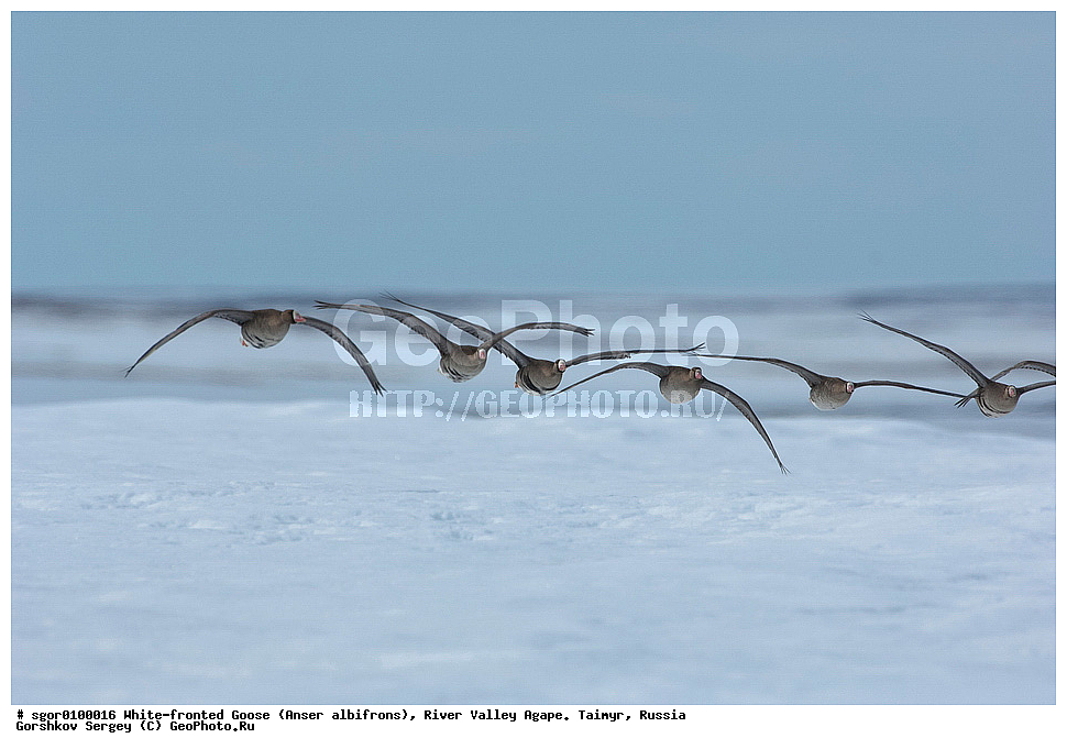 ��������� ����, ���� ���������, ����, ������, ������, �������, ������ �����, ������, �������� ������, ��������� ����, ������, �����������������, ������������� �����, XYZ, ������, Anatidae