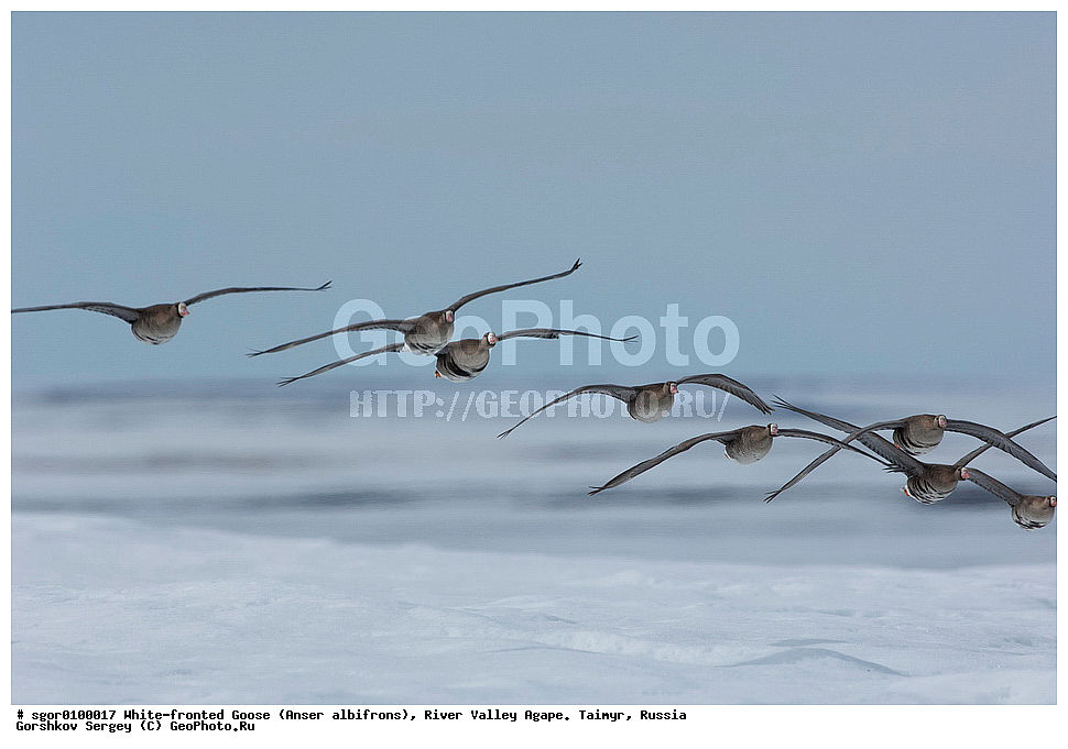 ��������� ����, ���� ���������, ����, ������, ������, �������, ������ �����, ������, �������� ������, ��������� ����, ������, �����������������, ������������� �����, XYZ, ������, Anatidae