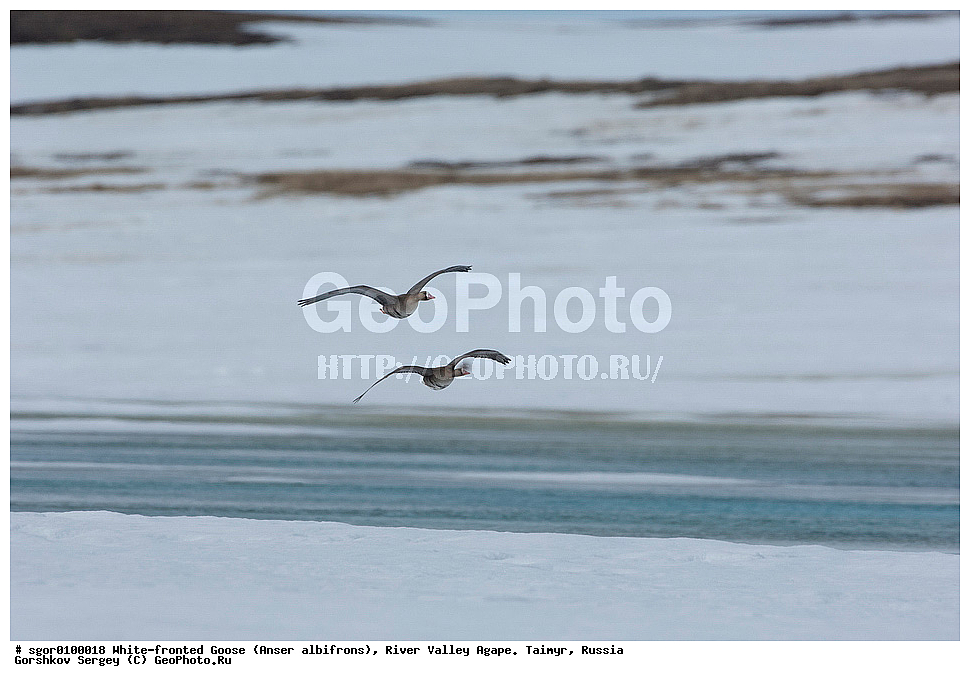 ��������� ����, ���� ���������, ����, ������, ������, �������, ������ �����, ������, �������� ������, ��������� ����, ������, �����������������, ������������� �����, XYZ, ������, Anatidae