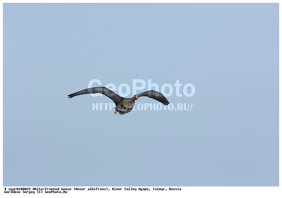 ��������� ����, ���� ���������, ����, ������, ������, �������, ������ �����, ������, �������� ������, ��������� ����, ������, �����������������, ������������� �����, XYZ, ������, Anatidae