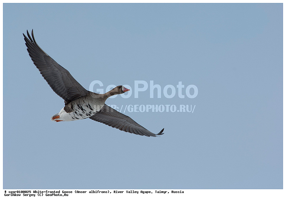 ��������� ����, ���� ���������, ����, ������, ������, �������, ������ �����, ������, �������� ������, ��������� ����, ������, �����������������, ������������� �����, XYZ, ������, Anatidae