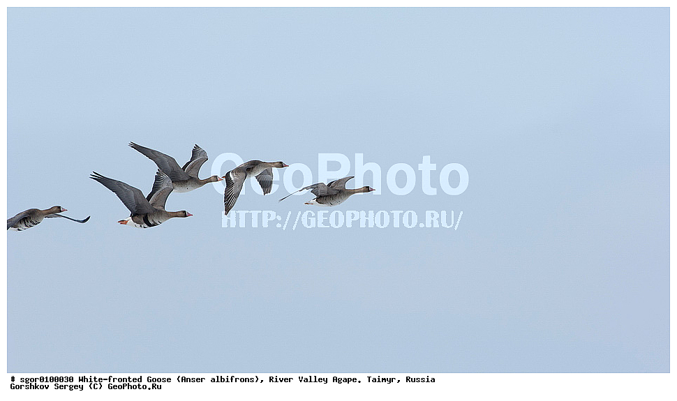 ��������� ����, ���� ���������, ����, ������, ������, �������, ������ �����, ������, �������� ������, ��������� ����, ������, �����������������, ������������� �����, XYZ, ������, Anatidae