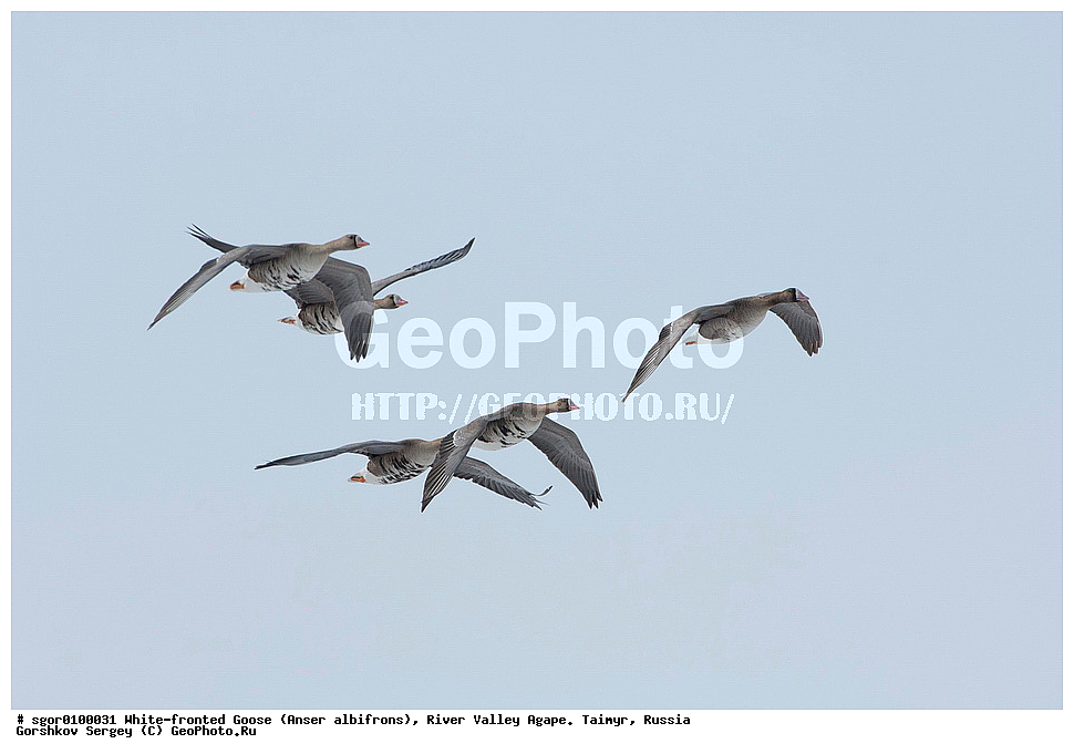 ��������� ����, ���� ���������, ����, ������, ������, �������, ������ �����, ������, �������� ������, ��������� ����, ������, �����������������, ������������� �����, XYZ, ������, Anatidae