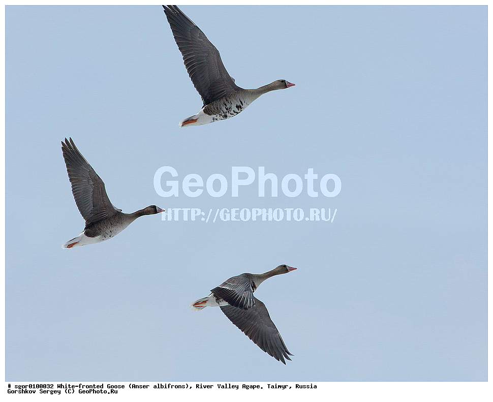 ��������� ����, ���� ���������, ����, ������, ������, �������, ������ �����, ������, �������� ������, ��������� ����, ������, �����������������, ������������� �����, XYZ, ������, Anatidae