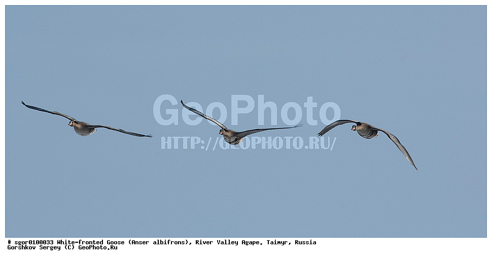 ��������� ����, ���� ���������, ����, ������, ������, �������, ������ �����, ������, �������� ������, ��������� ����, ������, �����������������, ������������� �����, XYZ, ������, Anatidae