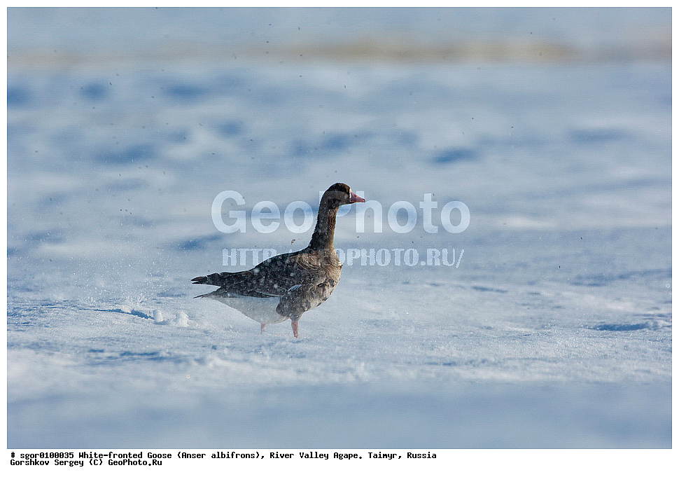 ��������� ����, ���� ���������, ����, ������, ������, �������, ������ �����, ������, �������� ������, ��������� ����, ������, �����������������, ������������� �����, XYZ, ������, Anatidae