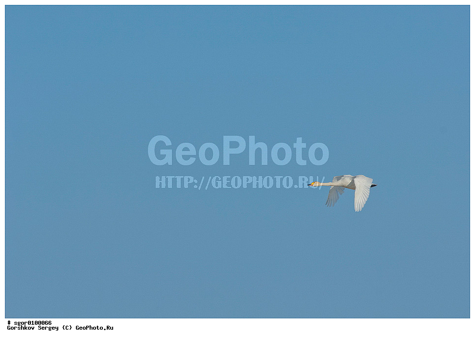 ����� ������, ��������, ��������, ��������, �����������, �����������������, ������������� �����, ������������� �����, XYZ, ������, Anatidae, Cygnus bewickii