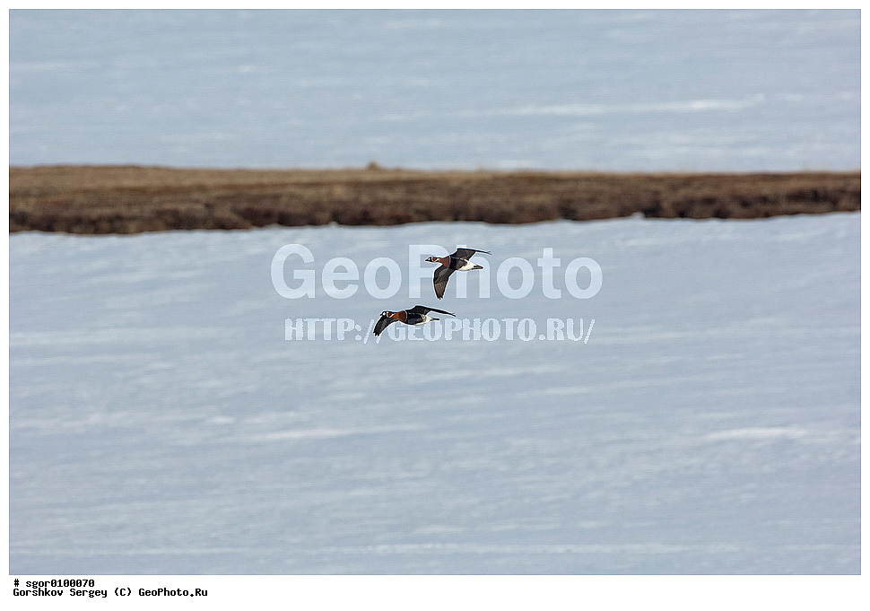 ����������� �������, ��������, ��������, �����, �����, �����������������, ������������� �����, ������������� �����, XYZ, ������, Anatidae, Branta ruficollis