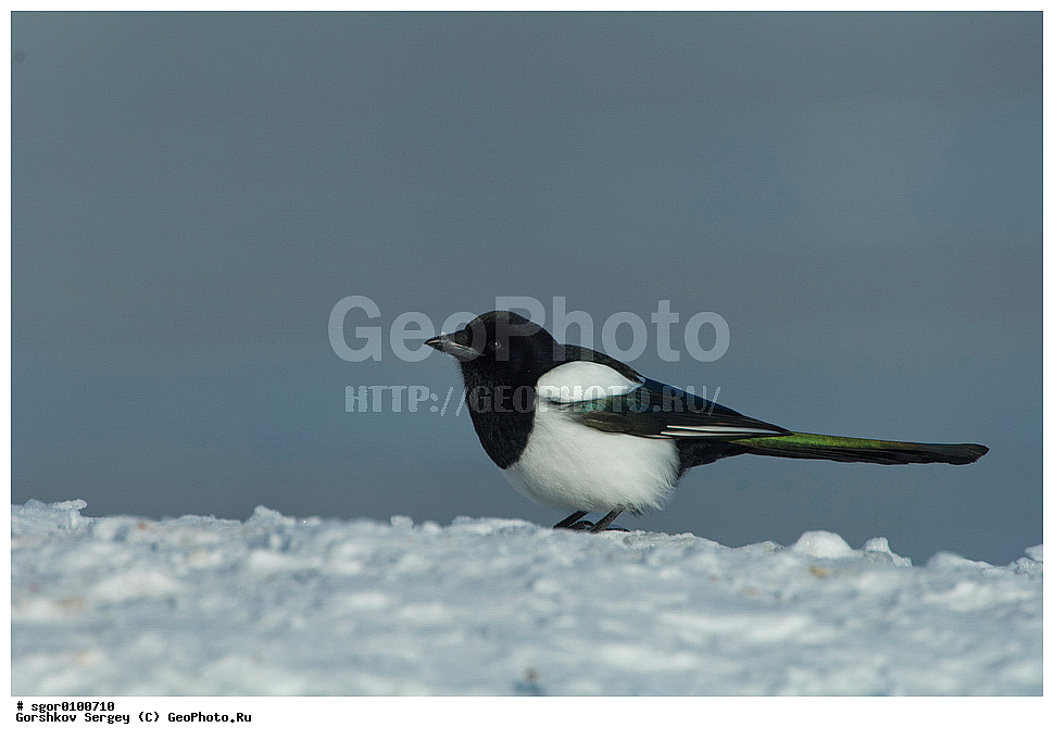 ������, ��������, ��������, �����, �����, ��������, �����������, XYZ, ��������, ���������, Corvidae, Pica pica