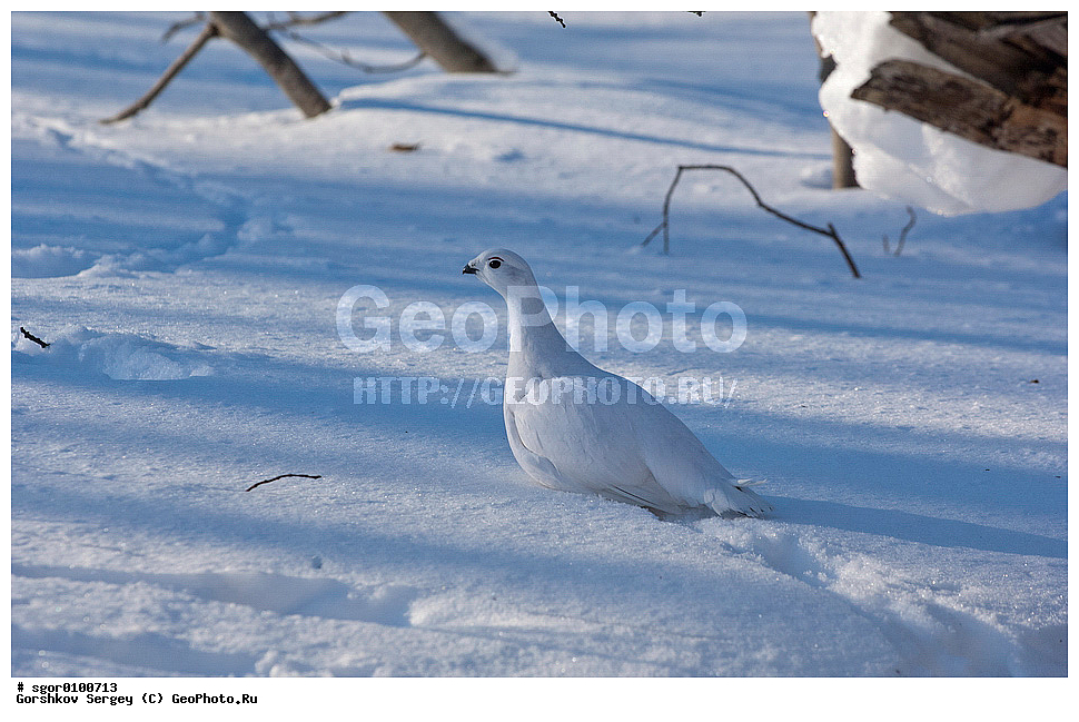 ����� ���������, ��������, ��������, ��������, �����������, �����, �����, XYZ, �����������, Tetraonidae, Lagopus lagopus