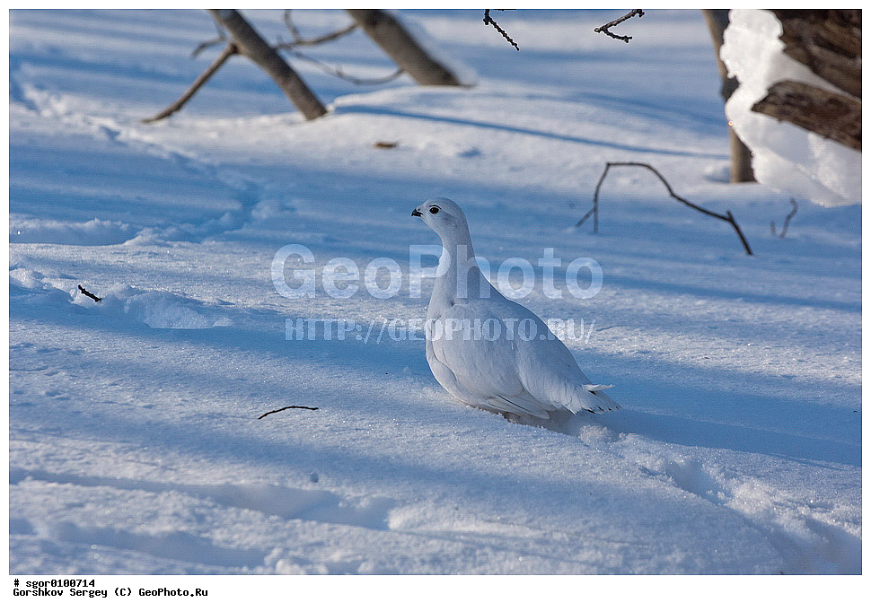 ����� ���������, ��������, ��������, ��������, �����������, �����, �����, XYZ, �����������, Tetraonidae, Lagopus lagopus