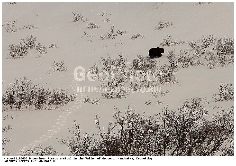 ����� �������, Ursus arctos,  ������ ��������, ��������, ��������� ����������, ��������, ��������, �������������, �������������, �����, �����, �������, ������, XYZ, ��������, Ursidae, ������������ �������