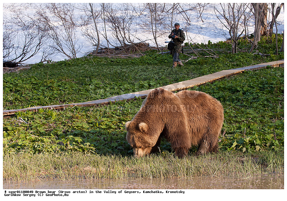 ����� �������, Ursus arctos,  ������ ��������, ��������, ��������� ����������, ��������, ��������, �������������, �������������, �����, �����, �������, ������, XYZ, ��������, Ursidae, ������������ �������