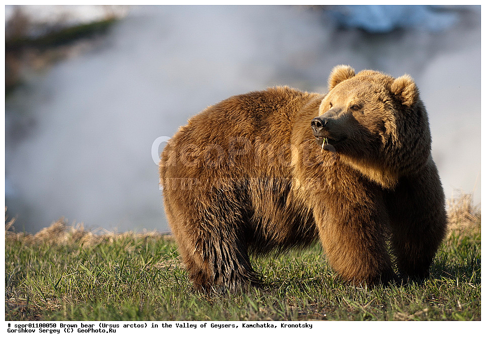 ����� �������, Ursus arctos,  ������ ��������, ��������, ��������� ����������, ��������, ��������, �������������, �������������, �����, �����, �������, ������, XYZ, ��������, Ursidae, ������������ �������