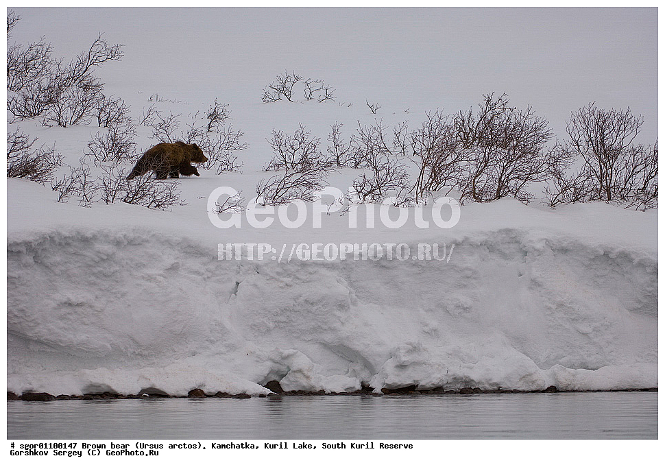 ����� �������, Ursus arctos,   ����� ���������� , ��������, ����-���������� ��������, �� ��������, ��������, ��������, �������������, �������������, �����, �����, �������, ������, XYZ, ��������, Ursidae, ������������ �������