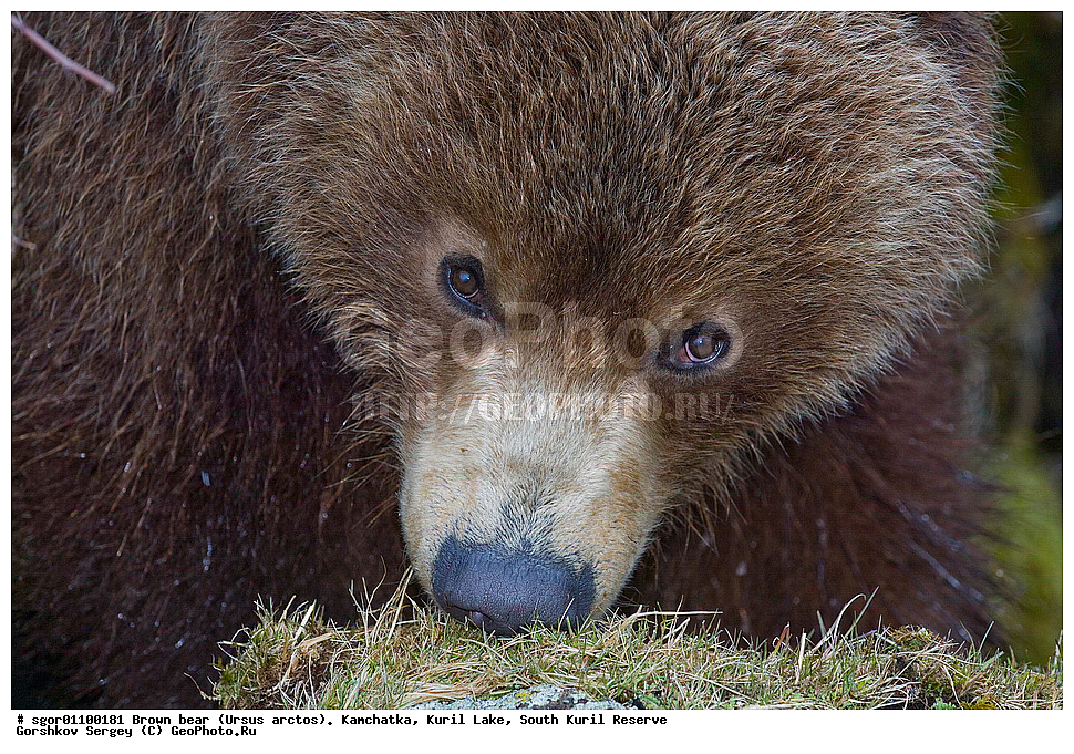 ����� �������, Ursus arctos,   ����� ���������� , ��������, ����-���������� ��������, �� ��������, ��������, ��������, �������������, �������������, �����, �����, �������, ������, XYZ, ��������, Ursidae, ������������ �������