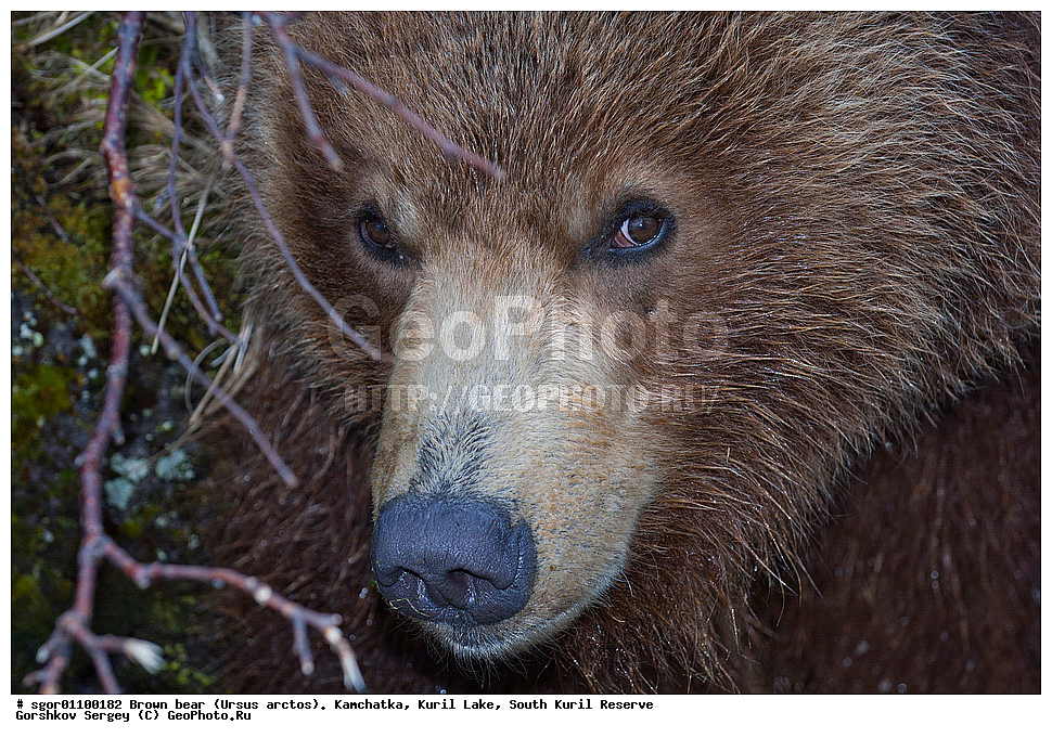 ����� �������, Ursus arctos,   ����� ���������� , ��������, ����-���������� ��������, �� ��������, ��������, ��������, �������������, �������������, �����, �����, �������, ������, XYZ, ��������, Ursidae, ������������ �������