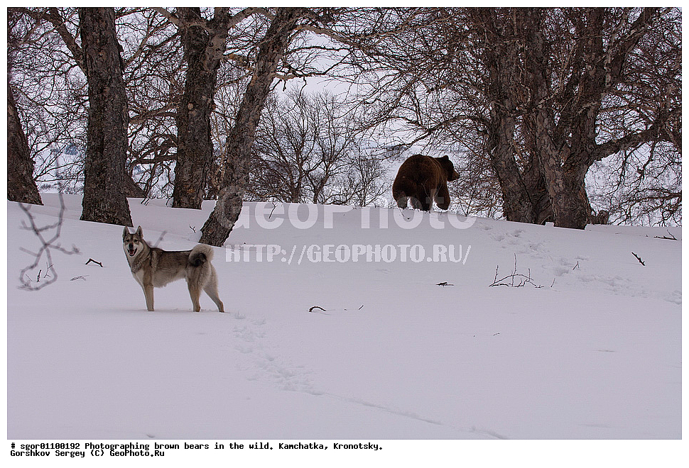 ����� �������, Ursus arctos,    ��������, ��������� ����������, ��������� ����������, ��������, ��������, �������������, �������������, �����, �����, �������, ������, XYZ, ��������, Ursidae, ������������ �������
