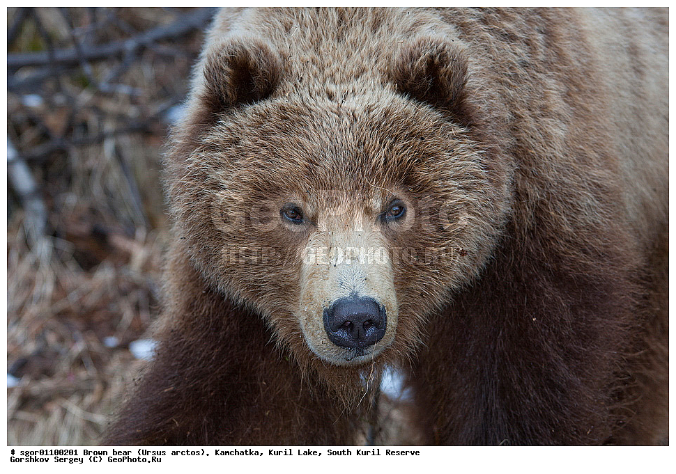 ����� �������, Ursus arctos,   ����� ���������� , ��������, ����-���������� ��������, �� ��������, ��������, ��������, �������������, �������������, �����, �����, �������, ������, XYZ, ��������, Ursidae, ������������ �������