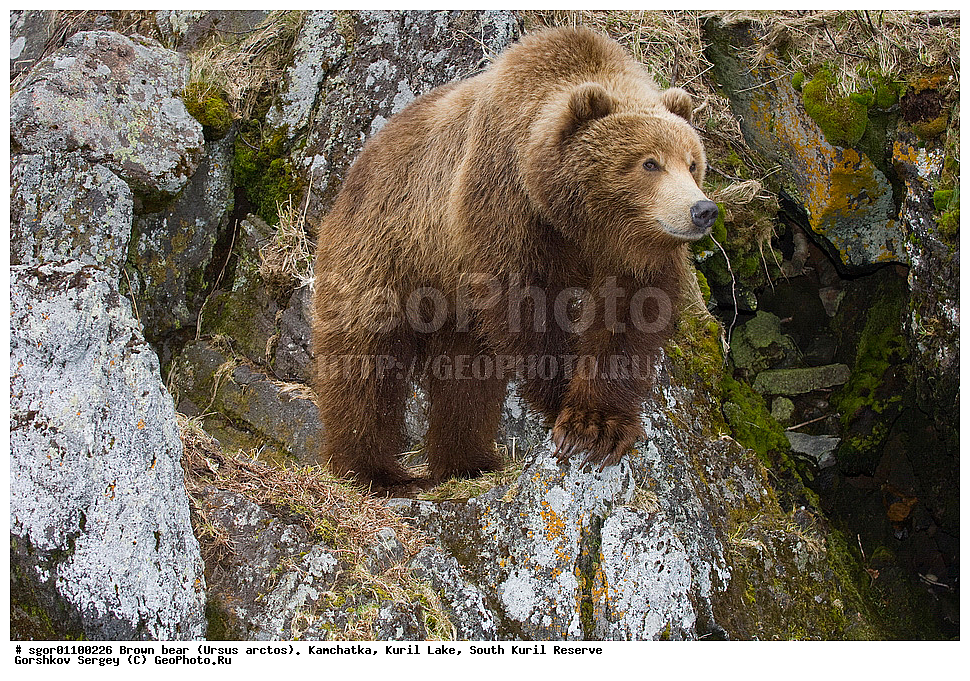 ����� �������, Ursus arctos,   ����� ���������� , ��������, ����-���������� ��������, �� ��������, ��������, ��������, �������������, �������������, �����, �����, �������, ������, XYZ, ��������, Ursidae, ������������ �������