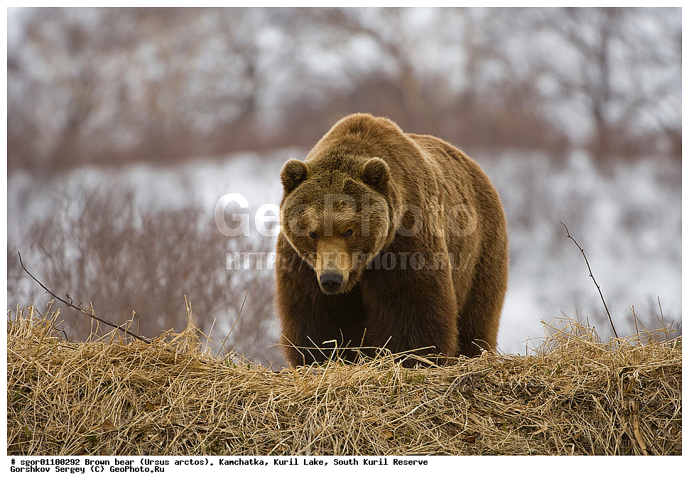 ����� �������, Ursus arctos,   ����� ���������� , ��������, ����-���������� ��������, �� ��������, ��������, ��������, �������������, �������������, �����, �����, �������, ������, XYZ, ��������, Ursidae, ������������ �������