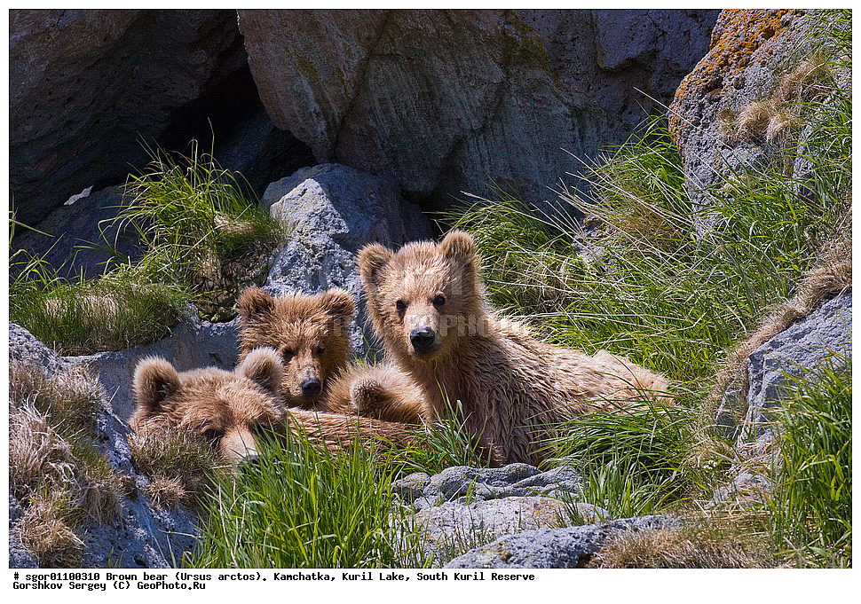 ����� �������, Ursus arctos,   ����� ���������� , ��������, ����-���������� ��������, �� ��������, ��������, ��������, �������������, �������������, �����, �����, �������, ������, XYZ, ��������, Ursidae, ������������ �������