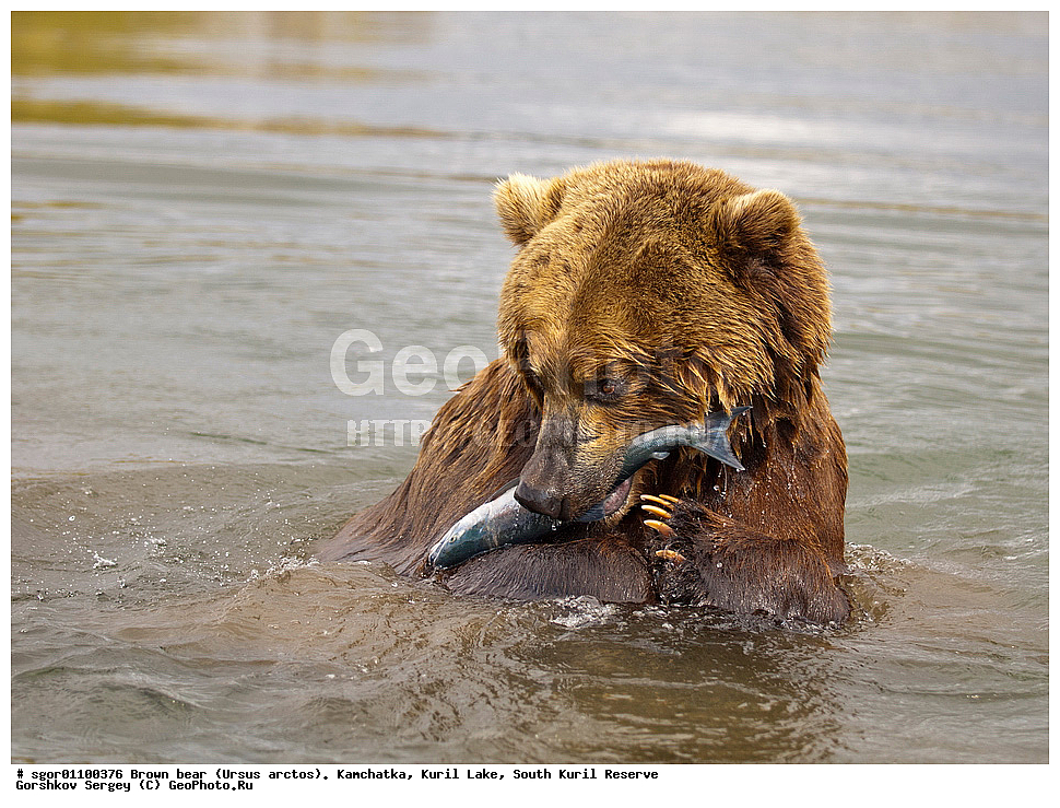 ����� �������, Ursus arctos,   ����� ���������� , ��������, ����-���������� ��������, �� ��������, ��������, ��������, �������������, �������������, �����, �����, �������, ������, XYZ, ��������, Ursidae, ������������ �������