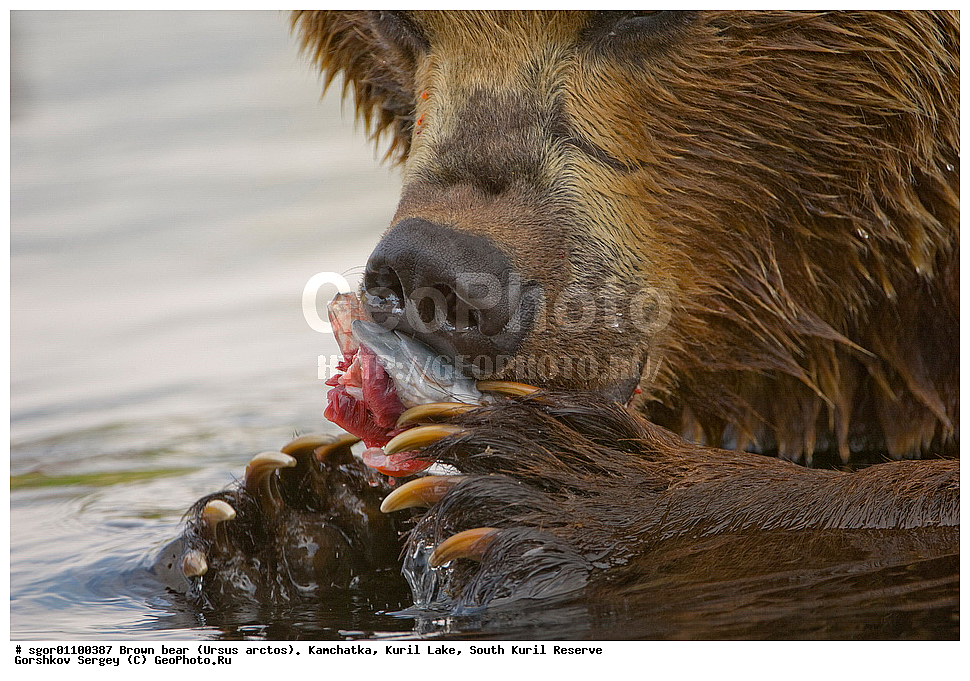 ����� �������, Ursus arctos,   ����� ���������� , ��������, ����-���������� ��������, �� ��������, ��������, ��������, �������������, �������������, �����, �����, �������, ������, XYZ, ��������, Ursidae, ������������ �������