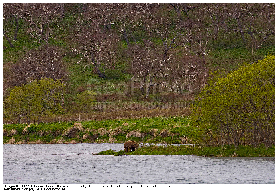 ����� �������, Ursus arctos,   ����� ���������� , ��������, ����-���������� ��������, �� ��������, ��������, ��������, �������������, �������������, �����, �����, �������, ������, XYZ, ��������, Ursidae, ������������ �������