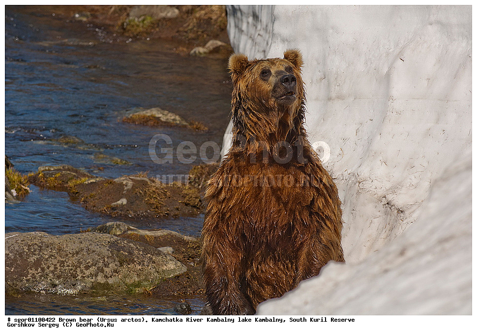 ����� �������, Ursus arctos,  ���� ����������, ����� ���������� , ��������, ����-���������� ��������, �� ��������, ��������, ��������, �������������, �������������, �����, �����, �������, ������, XYZ, ��������, Ursidae, ������������ �������