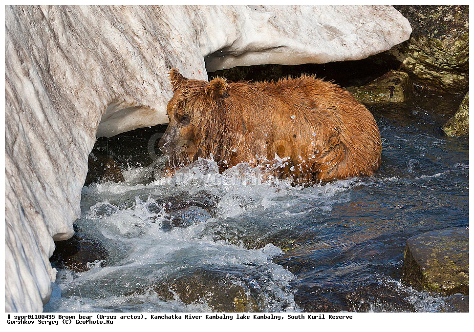 ����� �������, Ursus arctos,  ���� ����������, ����� ���������� , ��������, ����-���������� ��������, �� ��������, ��������, ��������, �������������, �������������, �����, �����, �������, ������, XYZ, ��������, Ursidae, ������������ �������